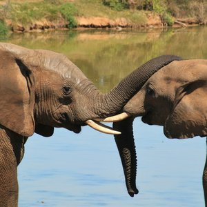 afrique du sud safari elephant