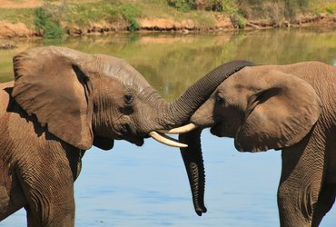 afrique du sud safari elephant