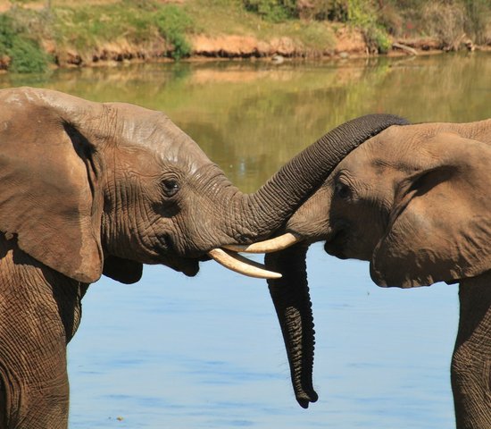 afrique du sud safari elephant