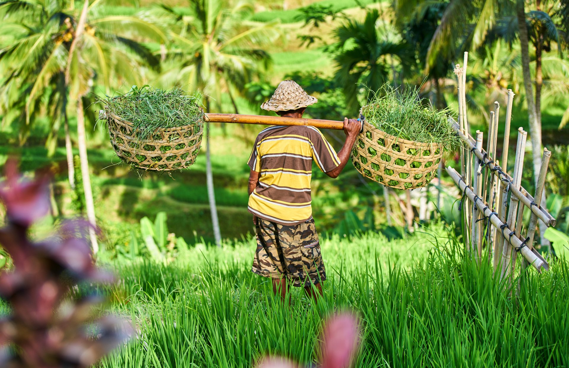 agriculteur bali indonésie