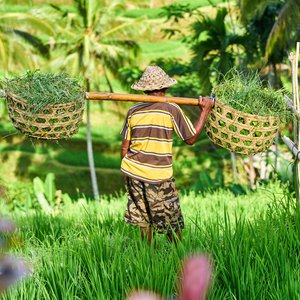 agriculteur bali indonésie