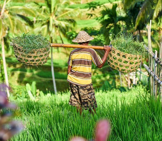 agriculteur bali indonésie