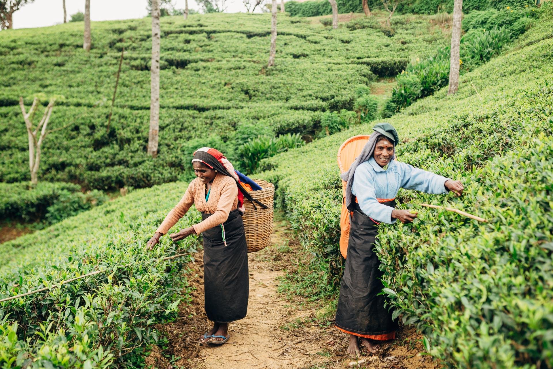 Agricultrices de thés   Sri Lanka