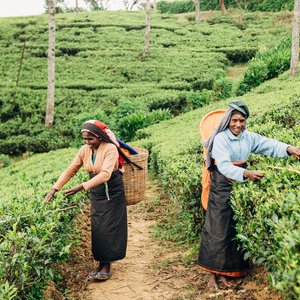 Agricultrices de thés   Sri Lanka