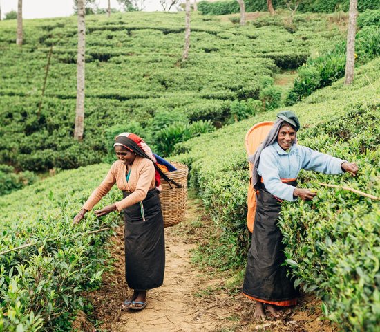 Agricultrices de thés   Sri Lanka