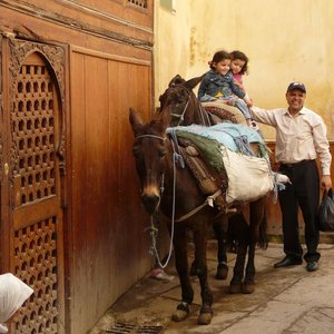 âne souk