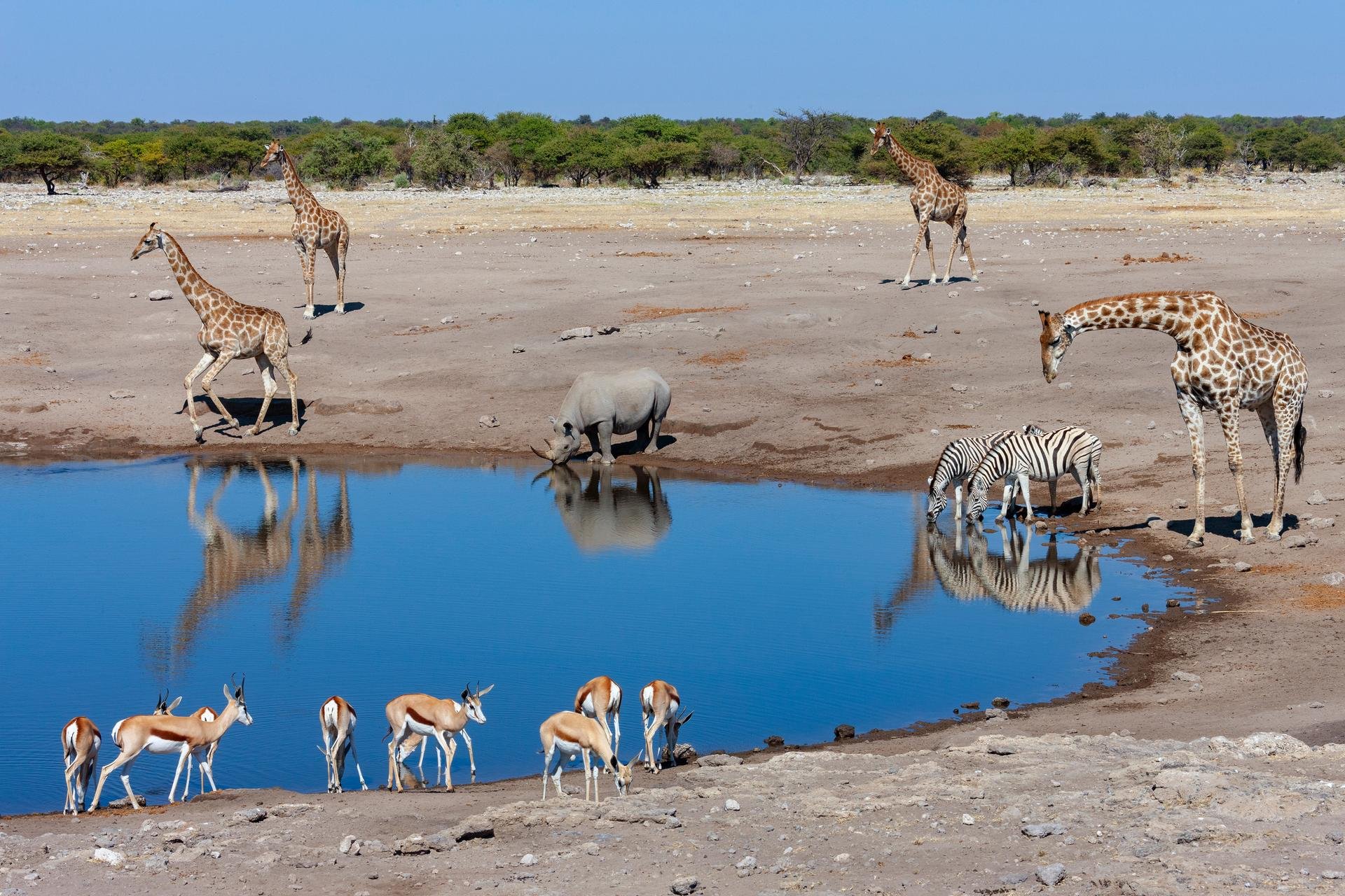 Animaux au Parc National d'Etosha   Namibie