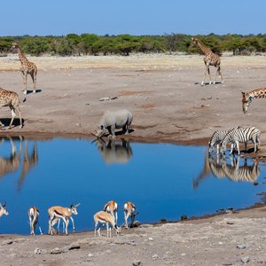 Animaux au Parc National d'Etosha   Namibie