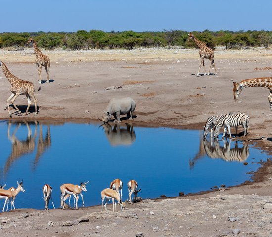 Animaux au Parc National d'Etosha   Namibie