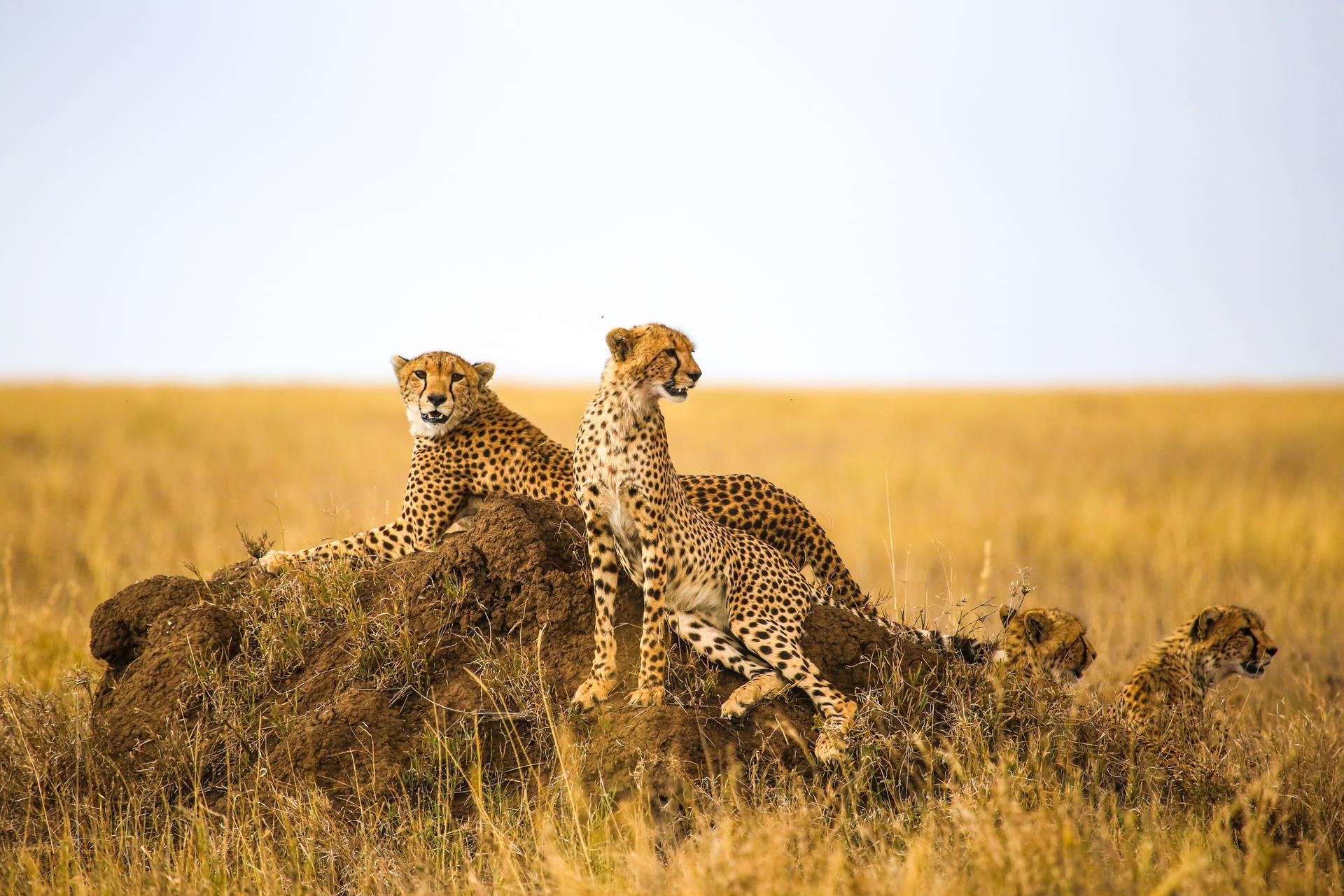 Animaux   Tanzanie