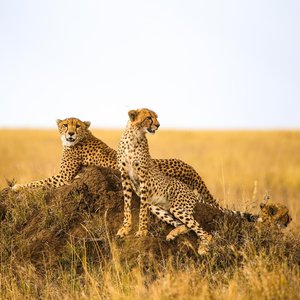 Animaux   Tanzanie
