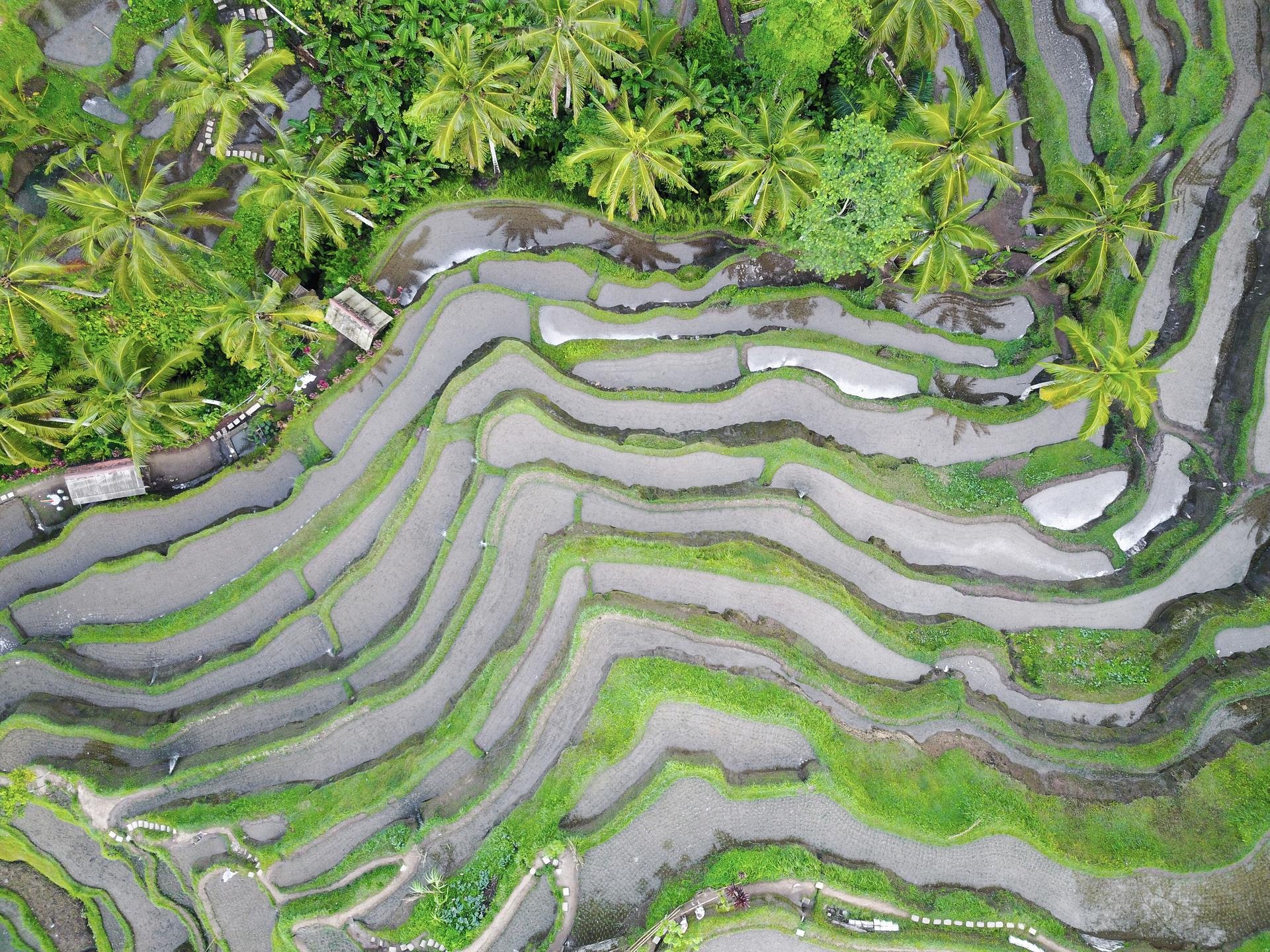 Bali photo