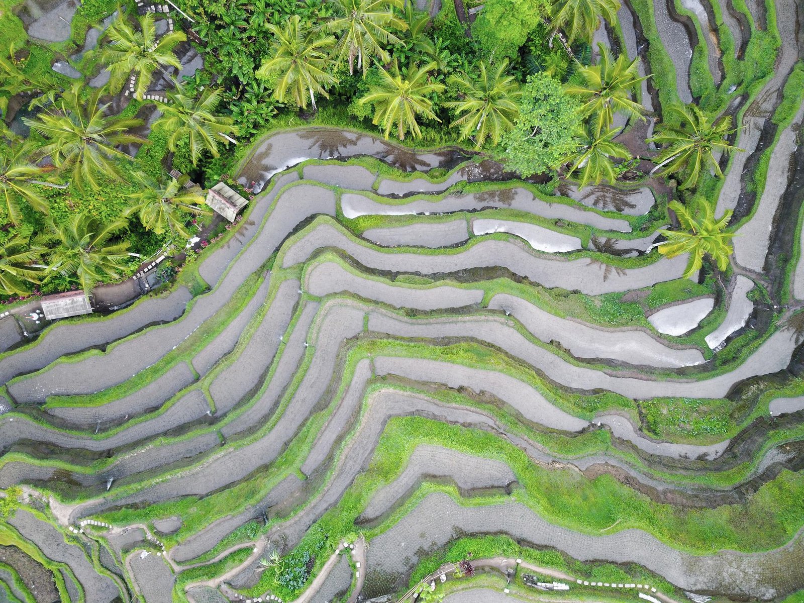 Bali photo