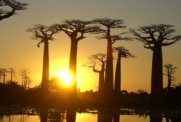 Baobab Madagascar