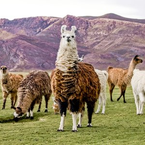 Lamas à Altiplano, Bolivie