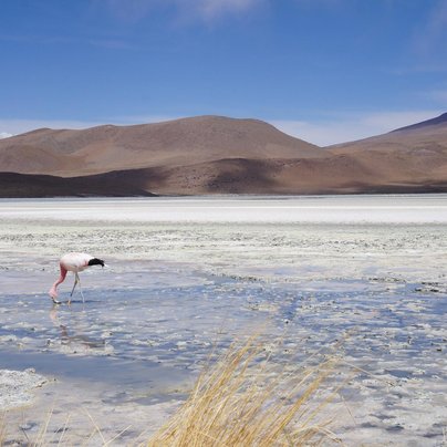 bolivie laguna blanca