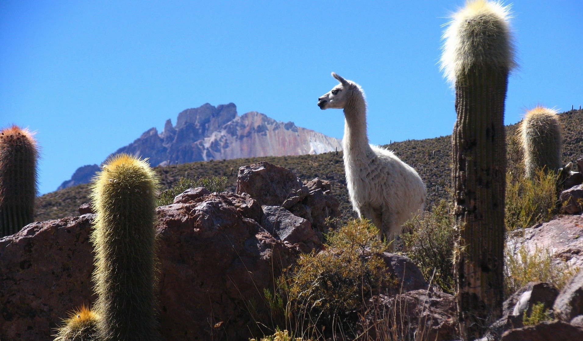 bolivie lama