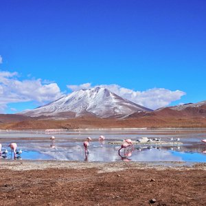 Flamants rose dans le Salar d'Uyuni, Bolivie