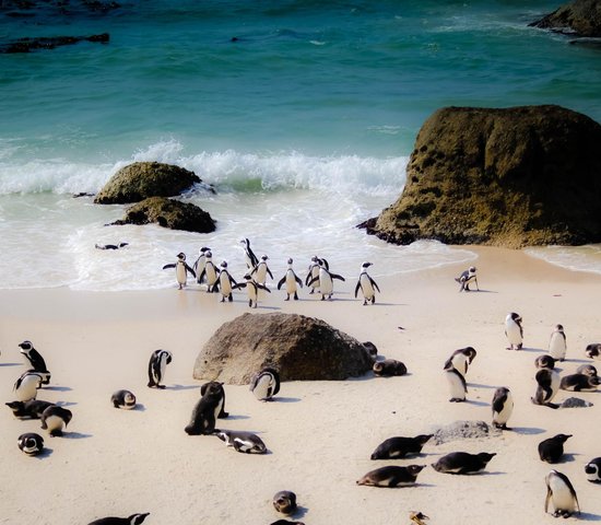 Boulders Beach Manchots Afrique du Sud