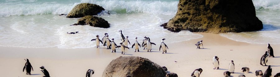 Boulders Beach Manchots Afrique du Sud