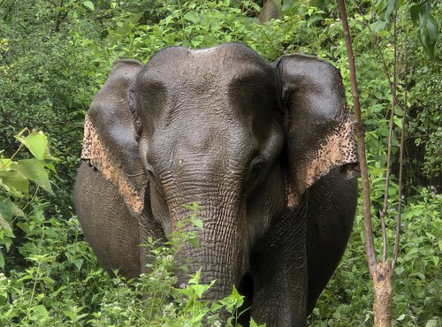 Souvenir du voyage de Nancy, Sri Lanka