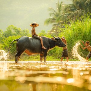 Enfants qui jouent avec un buffle, Cambodge