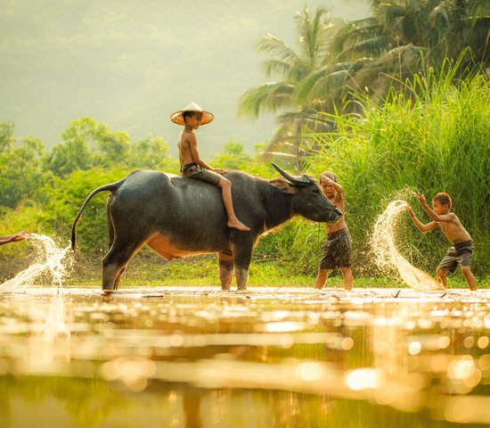 Enfants qui jouent avec un buffle, Cambodge