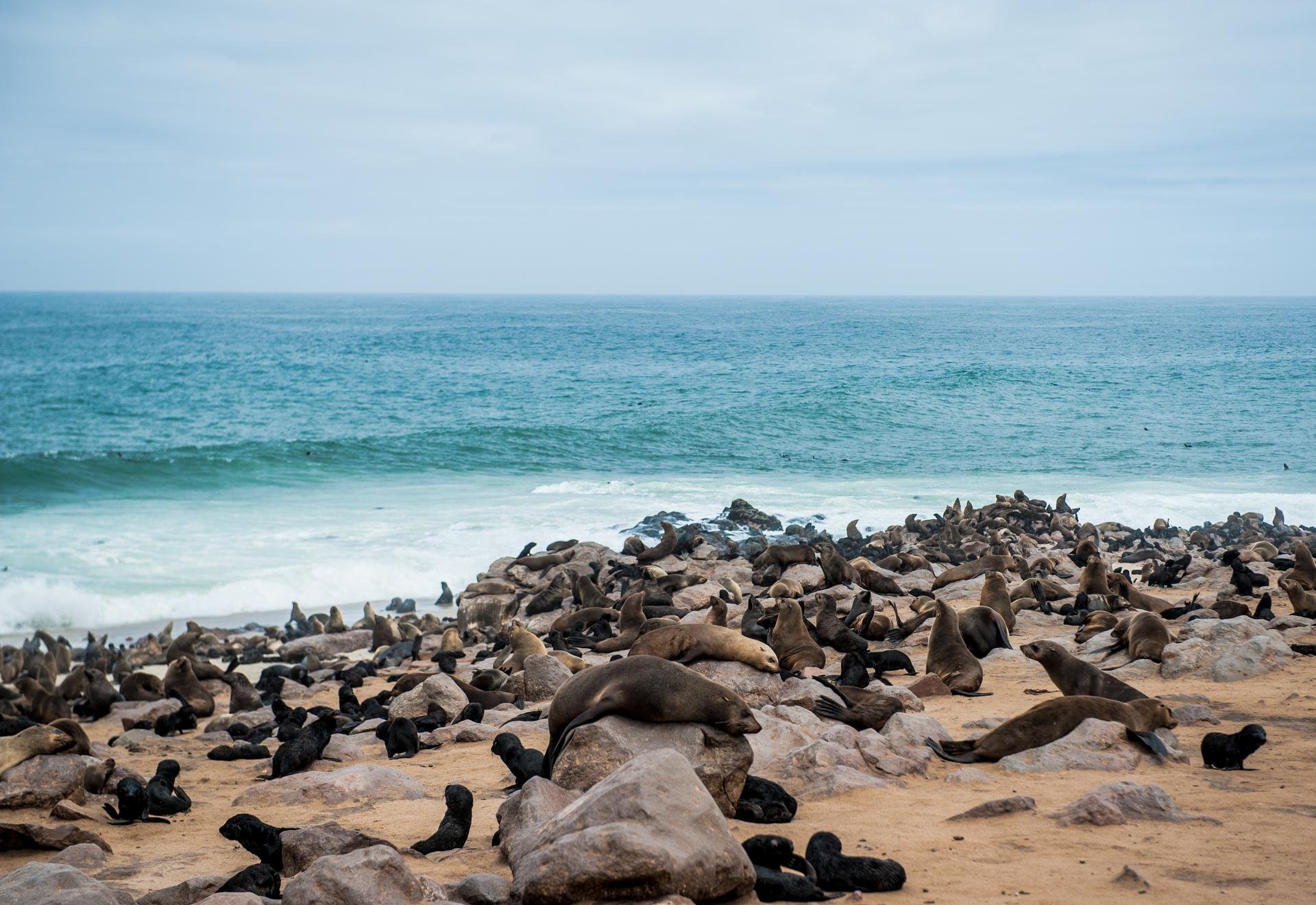 Cape Cross   otaries   Namibie