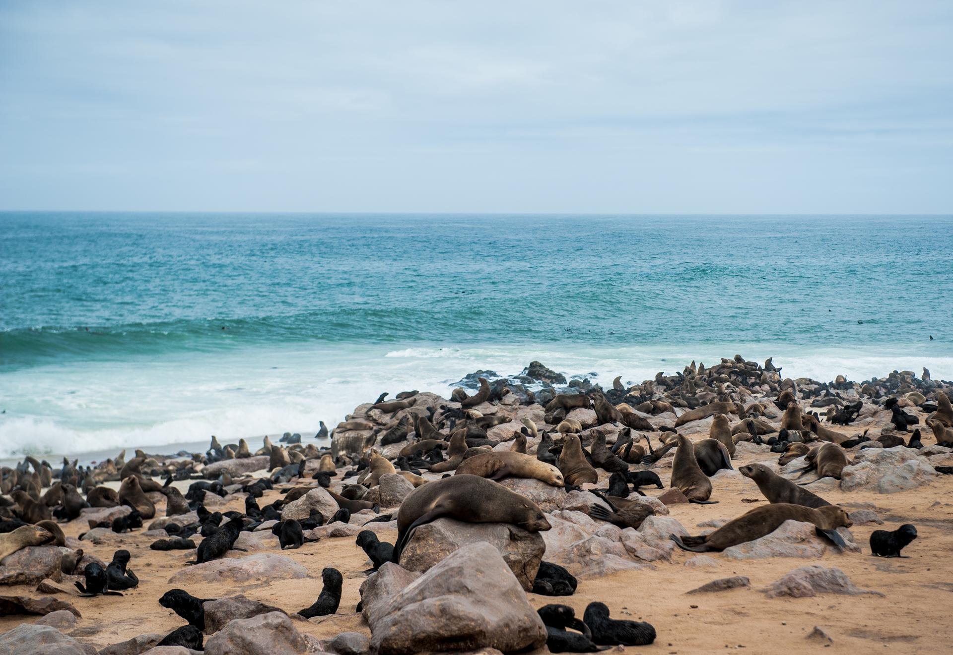 Cape Cross   otaries   Namibie