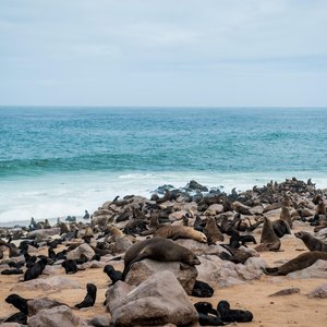 Cape Cross   otaries   Namibie