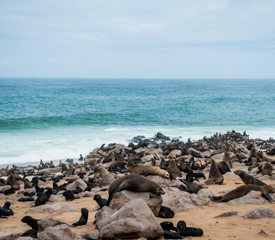 Cape Cross   otaries   Namibie