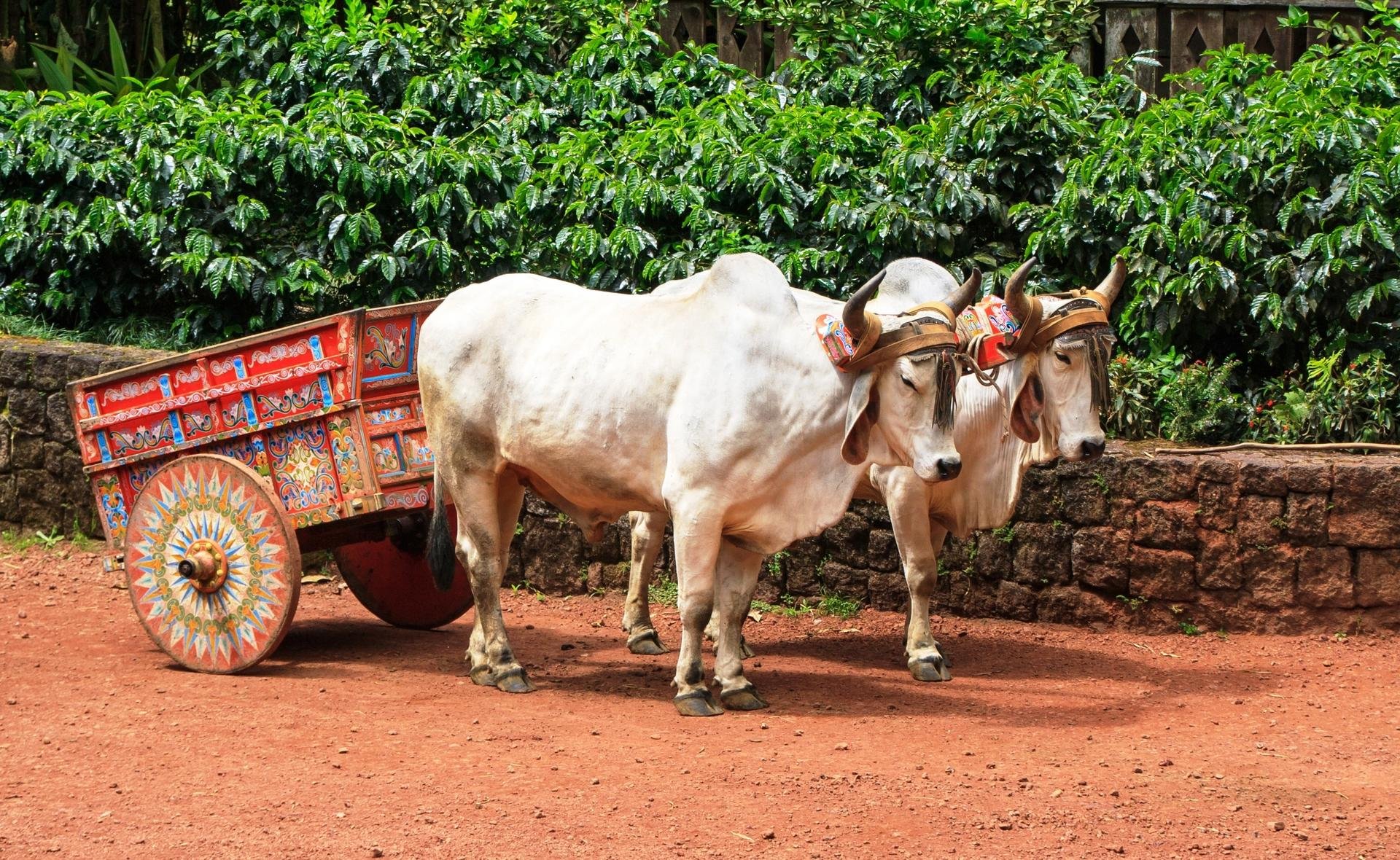 Charette Ox Cart   artisanat   Costa Rica