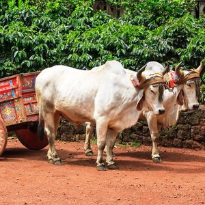 Charette Ox Cart   artisanat   Costa Rica