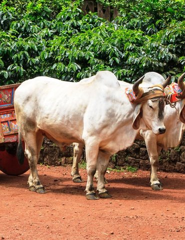 Les animaux au Costa Rica - TraceDirecte