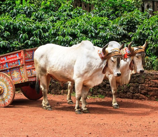 Charette Ox Cart   artisanat   Costa Rica