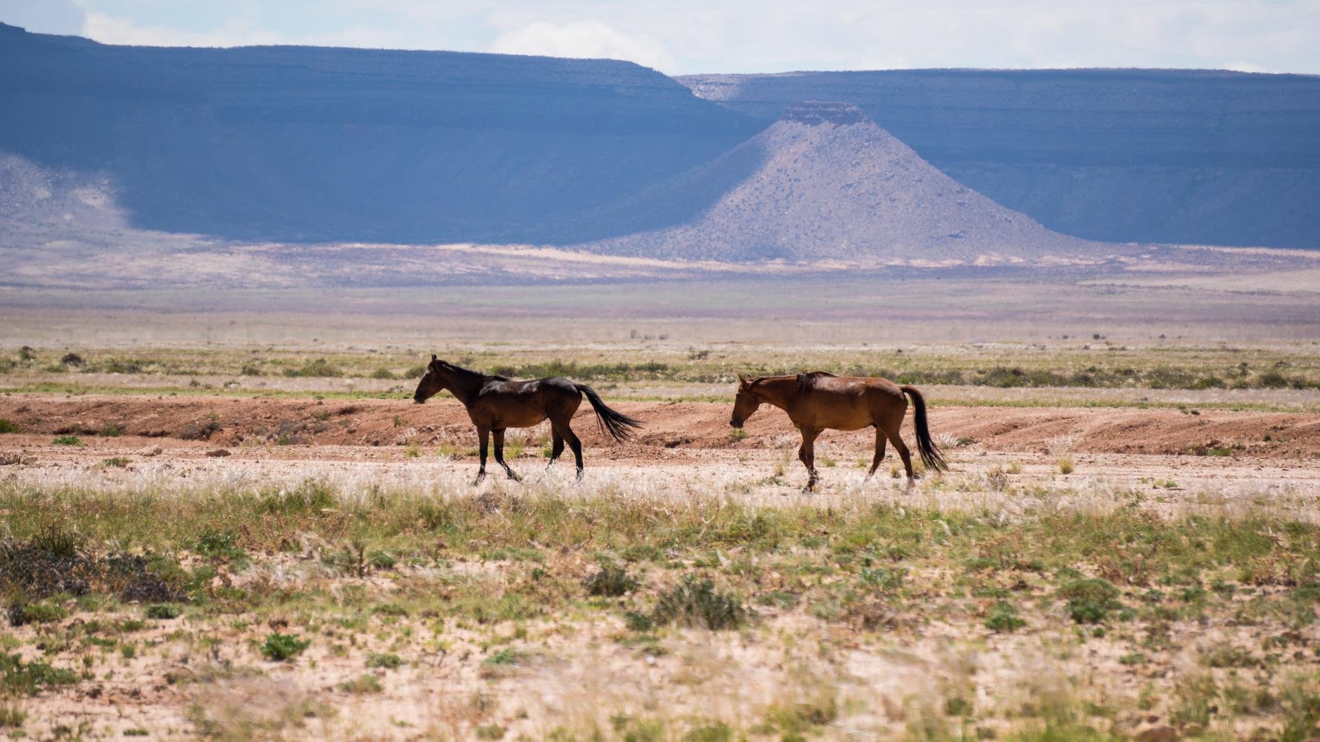 Chevaux à Aus   Namibie