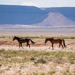 Chevaux à Aus   Namibie