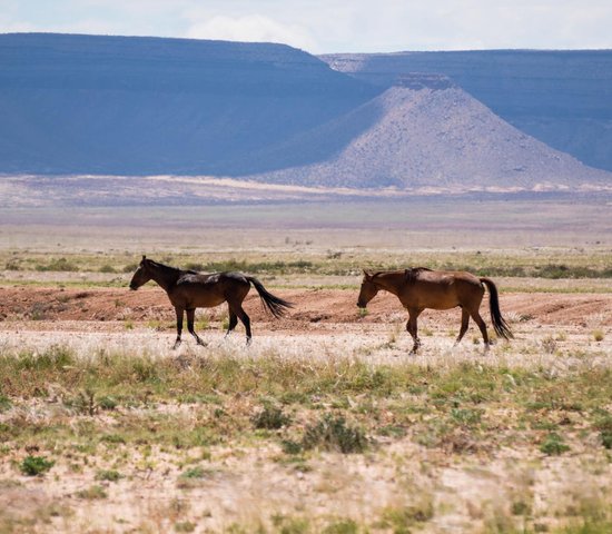 Chevaux à Aus   Namibie