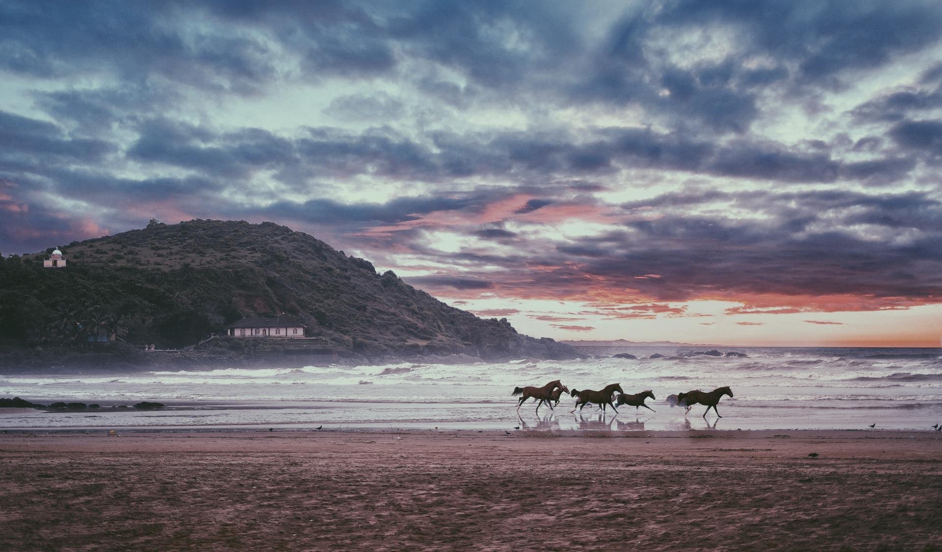 Chevaux Plage Gokarna Inde