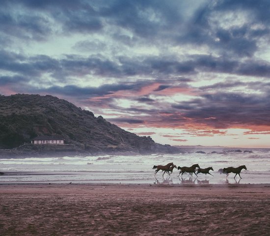 Chevaux Plage Gokarna Inde