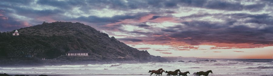 Chevaux Plage Gokarna Inde