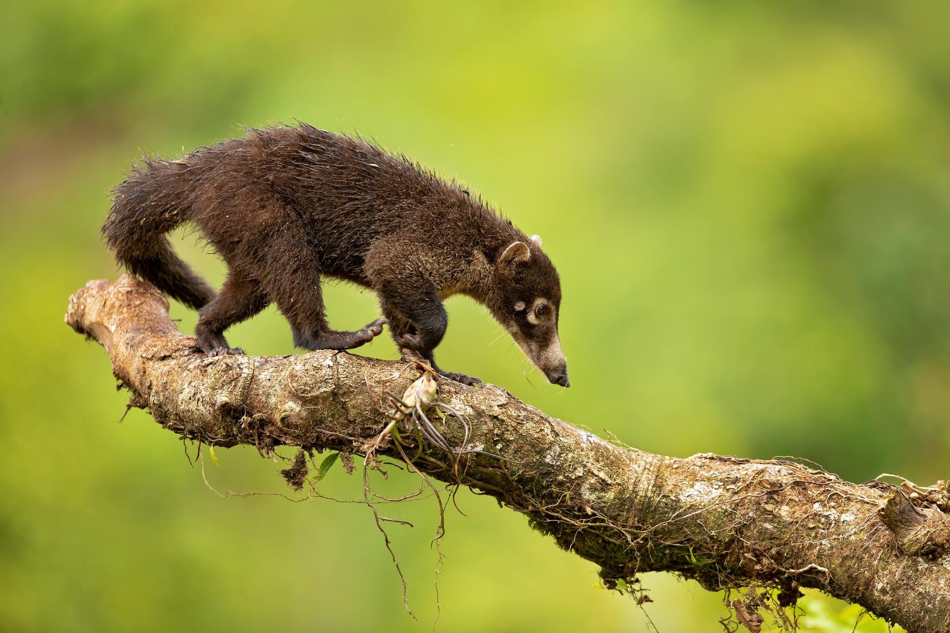Coati animal du Mexique