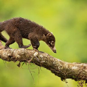 Coati animal du Mexique