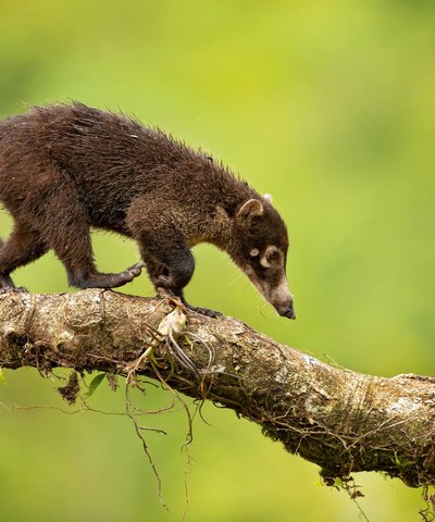 Les différents peuples du Mexique - TraceDirecte
