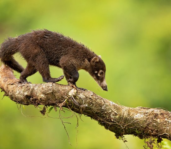 Coati animal du Mexique