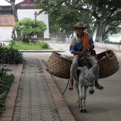 colombie cheval