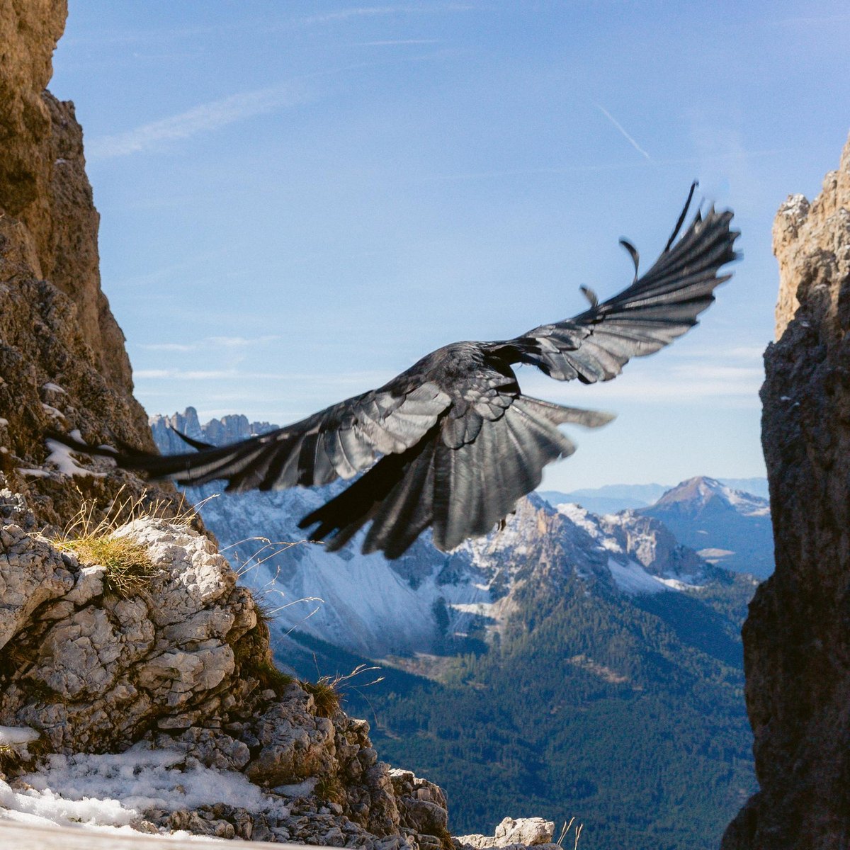 condor