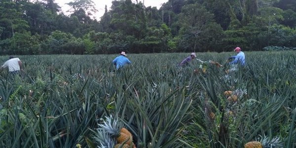 costa rica plantations ananas chilamate sarapiqui