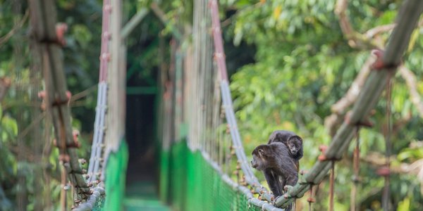 costa rica pont suspendu foret tropicale singe