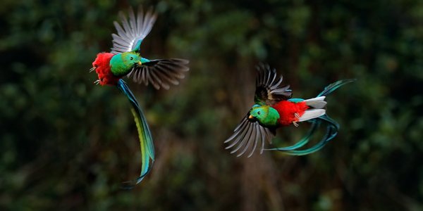 costa rica quetzal parc national Los Quetzales